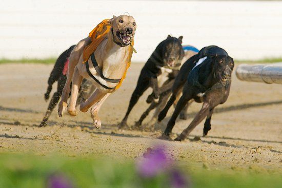 Belle Vue greyhound-stadion